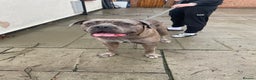 Cane Corso dogs for stud: 65 kilo Merle cane corso  - Advert 7