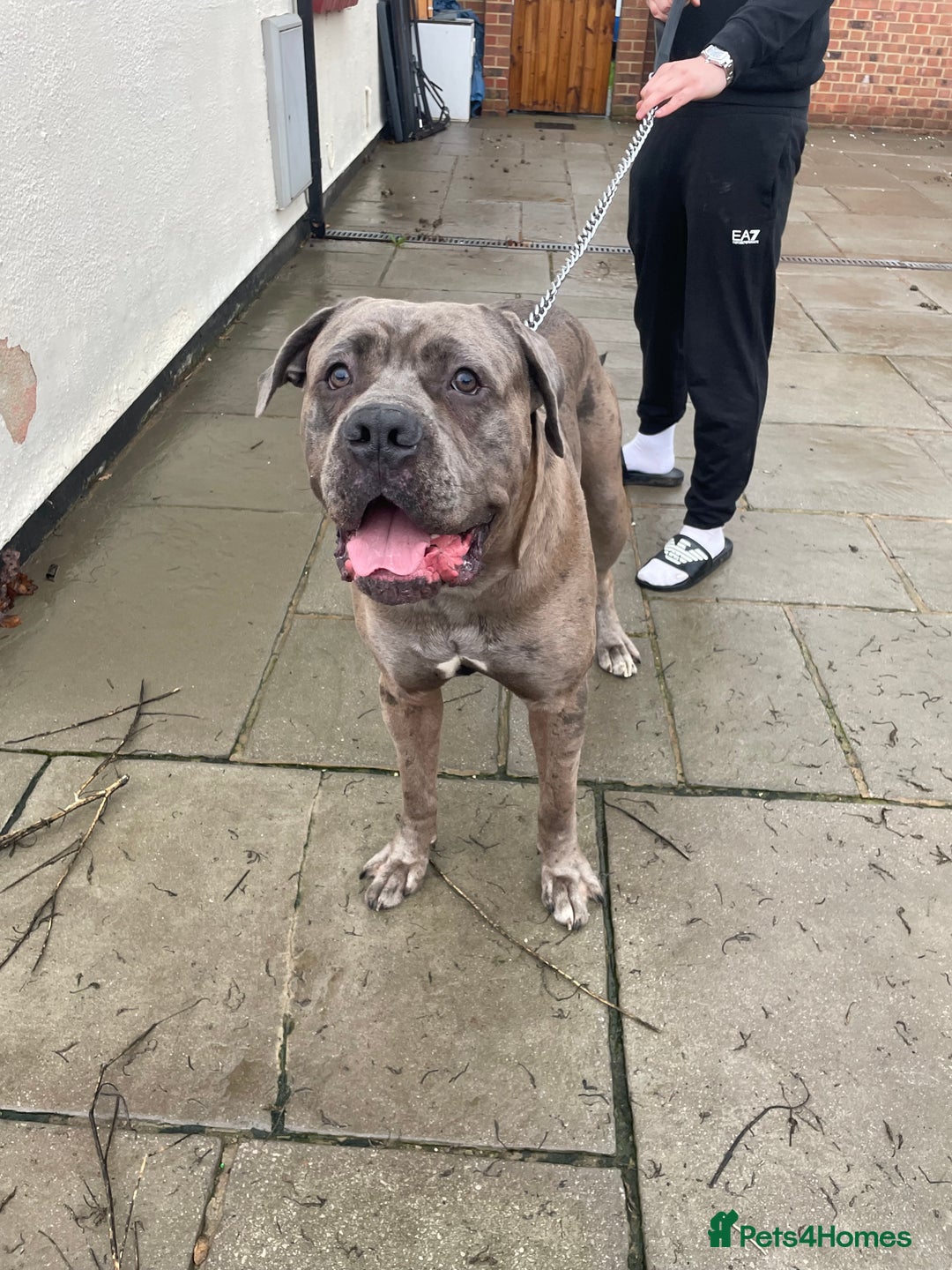 Cane Corso dogs for stud: 65 kilo Merle cane corso  - Advert 7