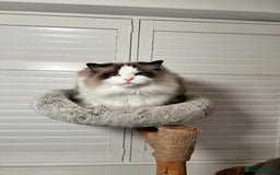 Ragdoll cats for sale: Two Show-Quality Cats Seeking Loving Homes - Image 8