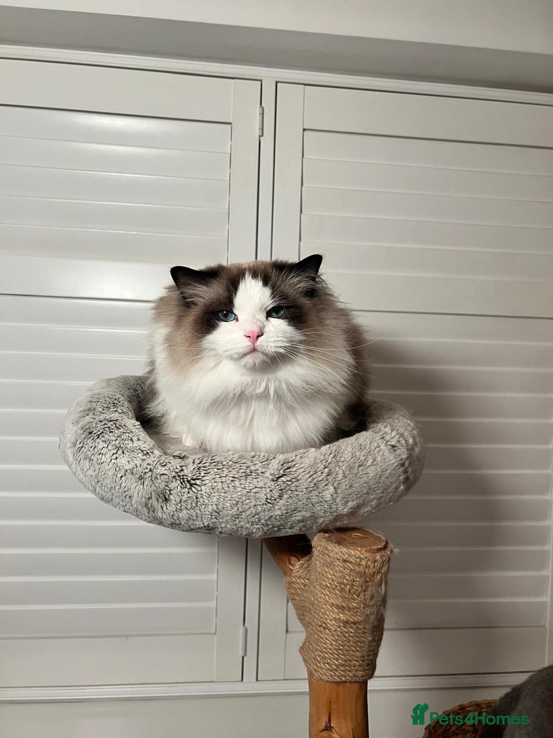 Ragdoll cats for sale: Two Show-Quality Cats Seeking Loving Homes - Image 8