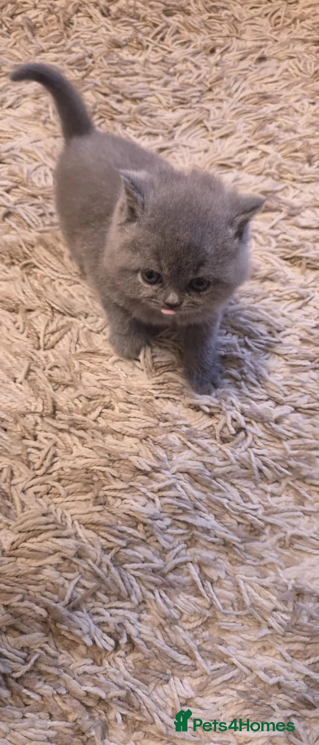 British Shorthair cats for sale: Sweet and lovely British shorthair kittens - Advert 3