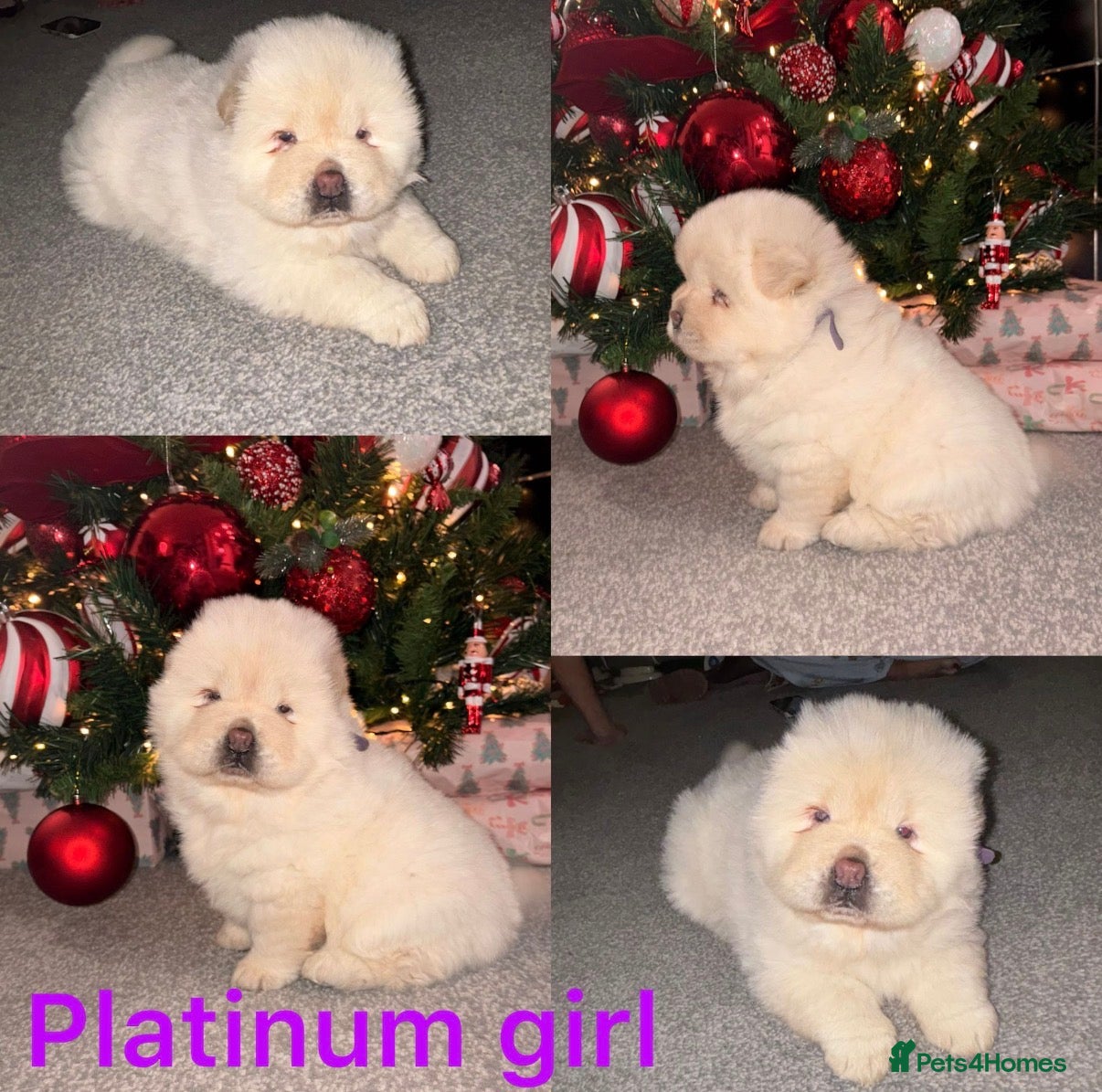 Chow Chow dogs Merle Chow chow puppies  - Advert 1