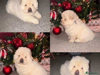 Chow Chow dogs Merle Chow chow puppies - Advert 1