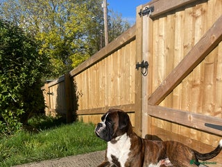 Boxer dogs Boxer for stud - Advert 18