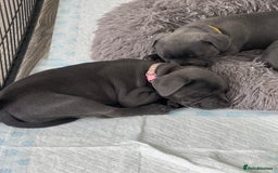 Staffordshire Bull Terrier dogs for sale: STUNNING litter of blue staffy pups - Image 3