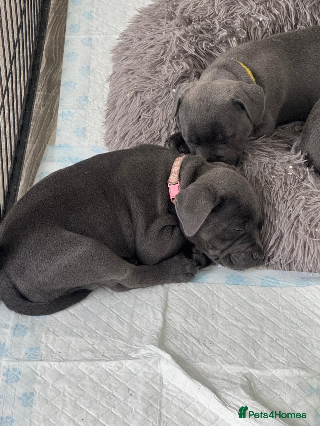 Staffordshire Bull Terrier dogs for sale: STUNNING litter of blue staffy pups - Image 3
