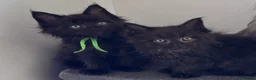 Maine Coon cats for sale: Big Ears & Fluffy Coats – Maine Coon Kittens  - Advert 13