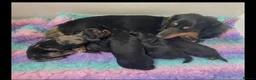 Miniature Dachshund dogs for sale:  Gorgeous Longhaired Miniature Dachshund Puppies - Advert 6