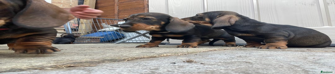 Dachshund Puppy 5