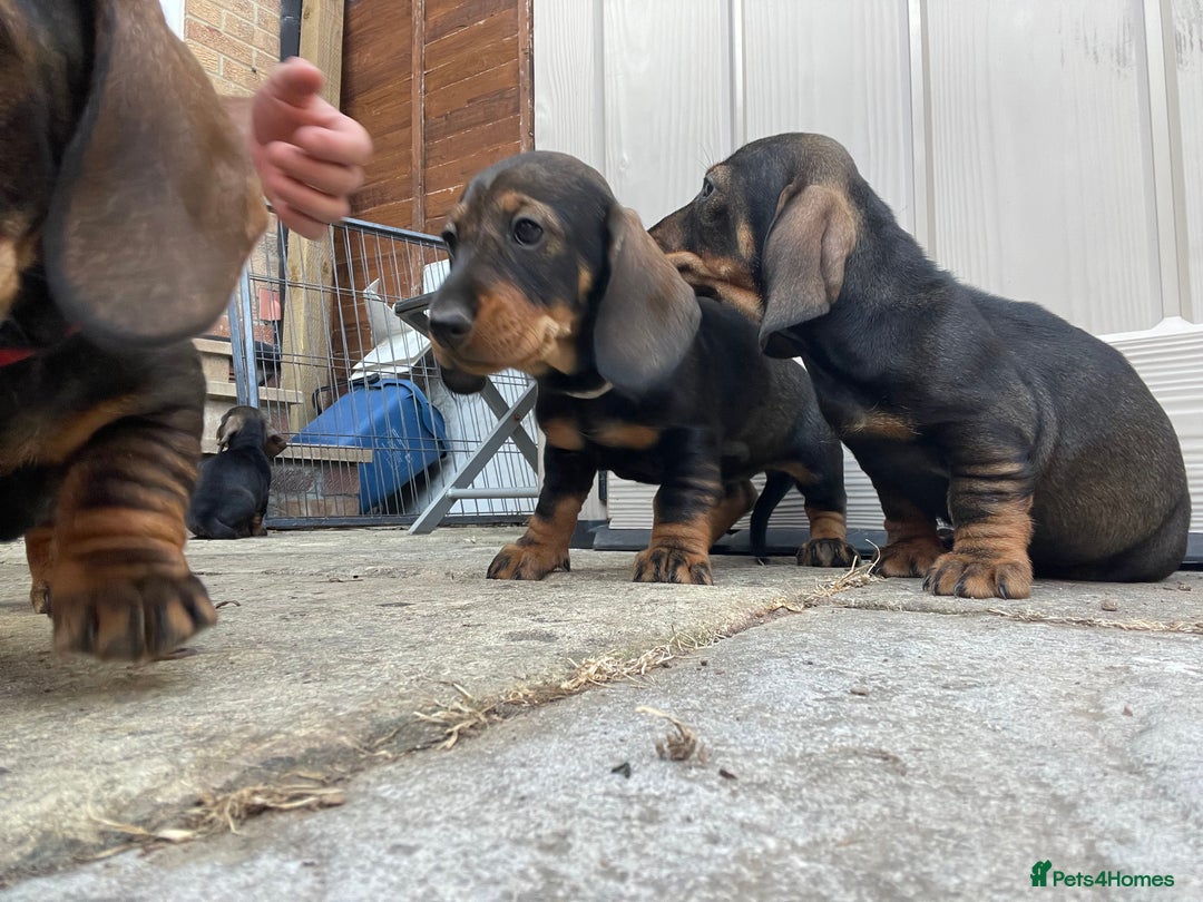 Dachshund dogs for sale: KC standard wire haired dachshund puppies (teckel) in Tiverton - Image 15