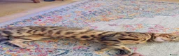 Bengal cats for sale: Ticca registered active male  - Advert 14