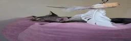 Devon Rex cats for sale: 🐾 Expected Devon Rex Kittens–August 2026 🐾 - Advert 19