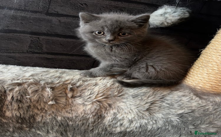 British Shorthair cats - Advert 7