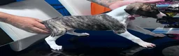Whippet dogs for sale: whippet pups in Tredegar - Advert 6