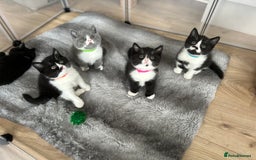 British Shorthair cats for sale: Amazing BSH Kittens  - Image 1