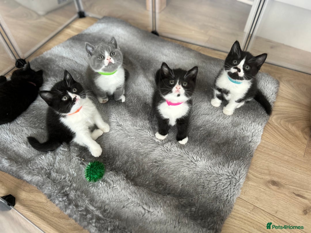 British Shorthair cats for sale: Amazing BSH Kittens  - Image 1