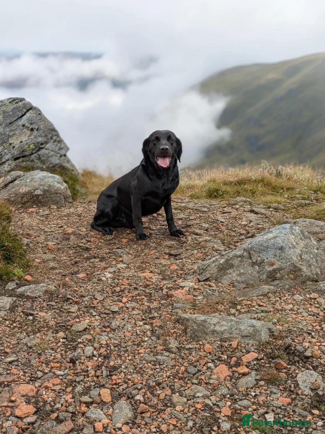 Labrador Retriever dogs for sale: 3 year old non KC lab - Advert 2