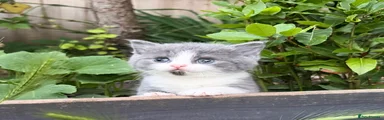 British Shorthair 1