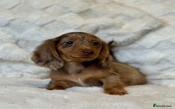 Miniature Dachshund dogs for sale: Long Haired miniature dachshunds - Image 5