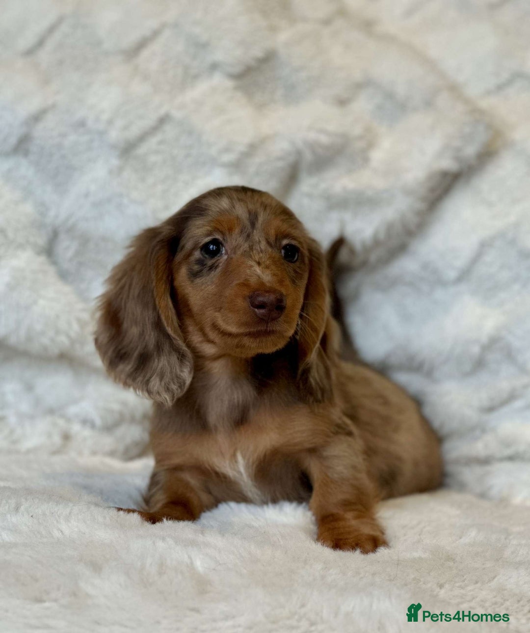 Miniature Dachshund dogs for sale: Long Haired miniature dachshunds - Image 5