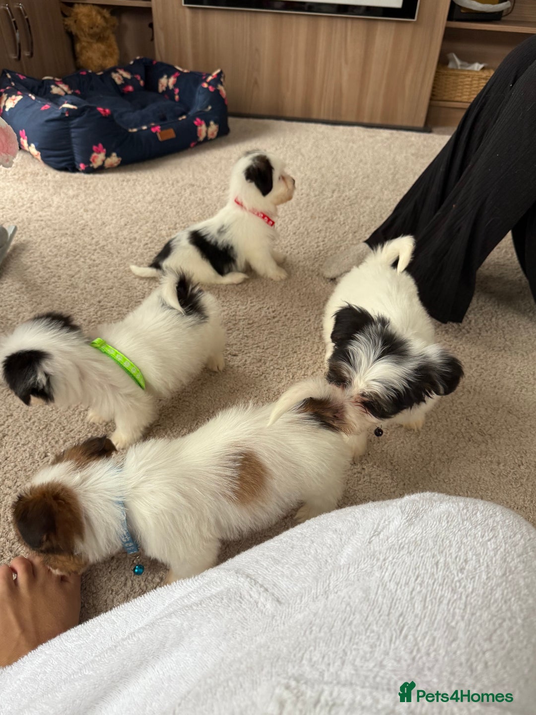 Shih Tzu dogs for sale: Shih tzu puppy’s  - Image 7