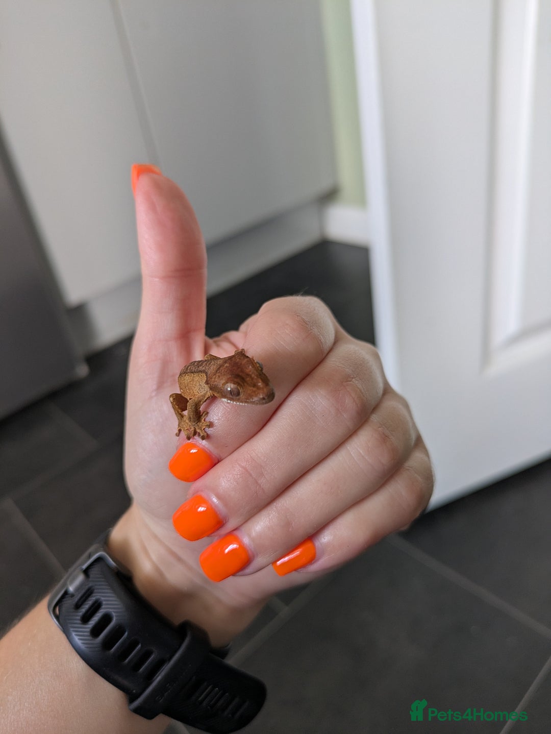 Gecko reptiles for sale: Crested gecko - Image 2