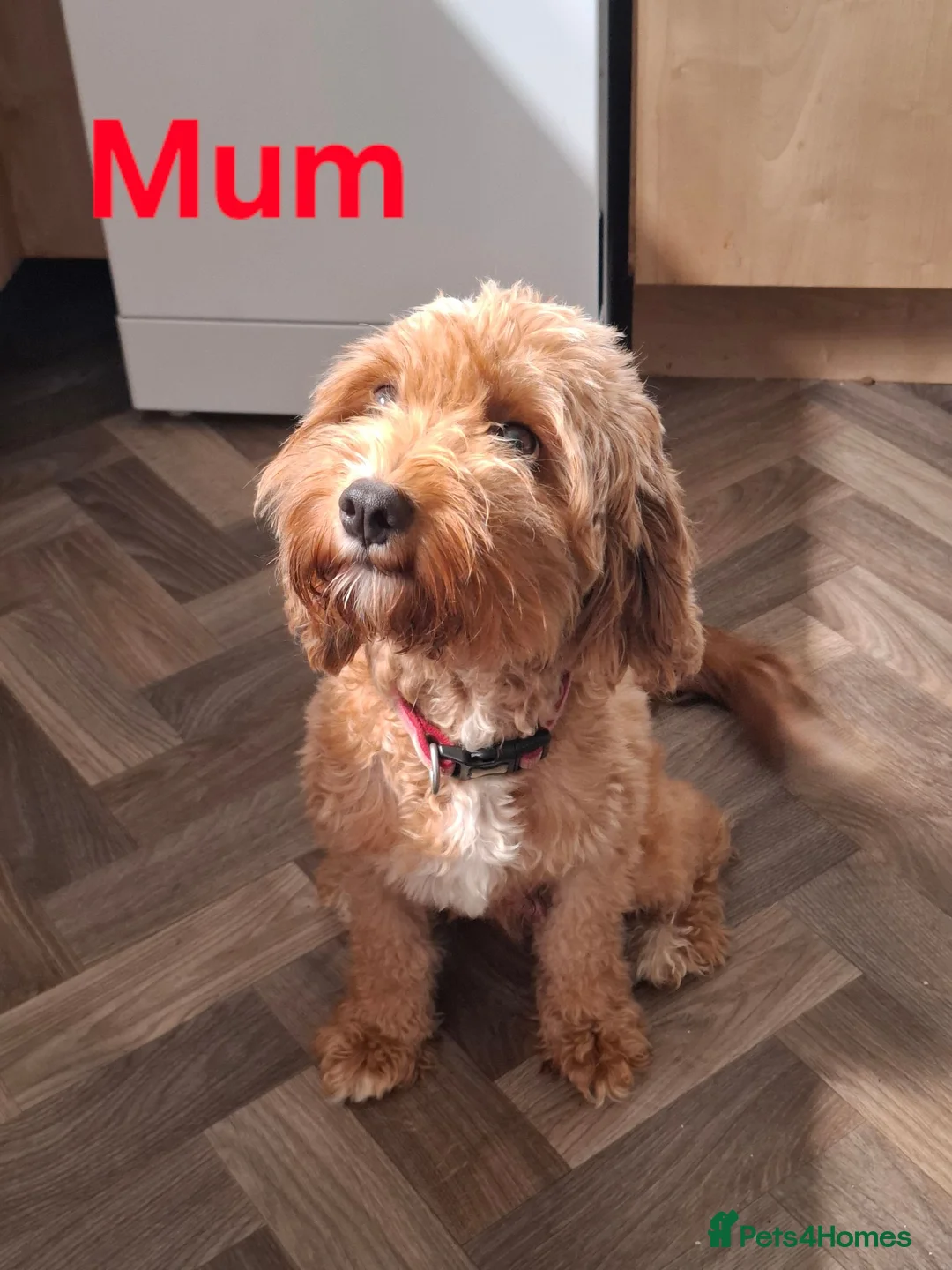 Cavapoo dogs for sale: Cavapoo flb  - Advert 2