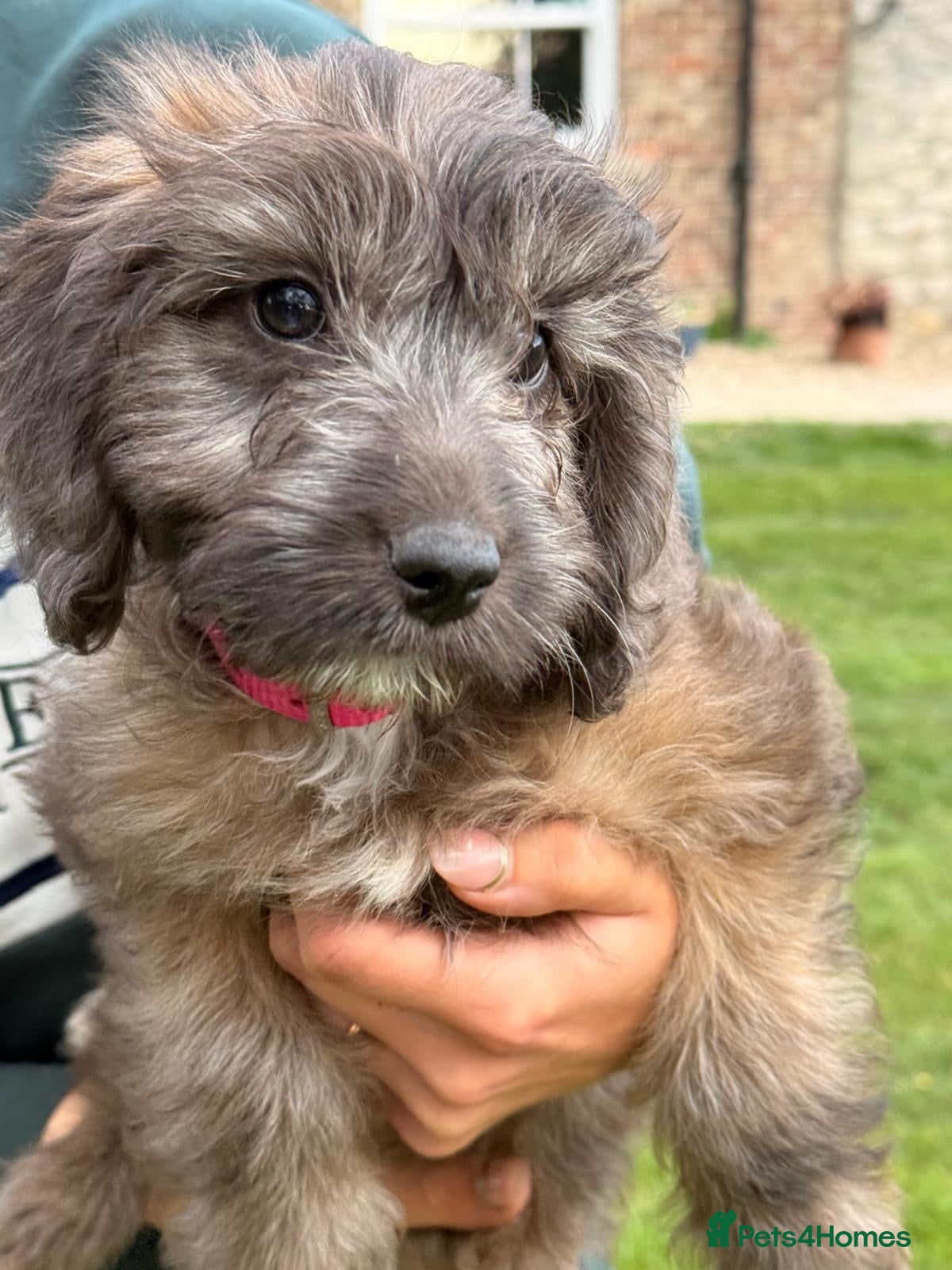 Cockapoo dogs Miniature F1 Cockapoo puppies Ready Now - Advert 8