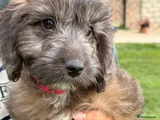 Cockapoo dogs Miniature F1 Cockapoo puppies Ready Now - Advert 8