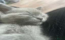 British Shorthair cats for sale: BTS x Ragdoll - Image 23