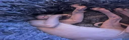 Sphynx cats for sale: Female Sphynx kitten - Advert 8