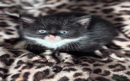 Bengal cats for sale: Beautiful kittens  - Image 1