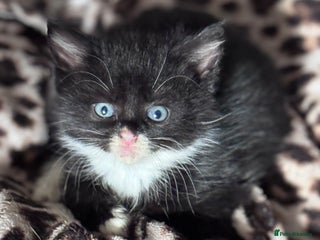 Bengal cats - Advert 24