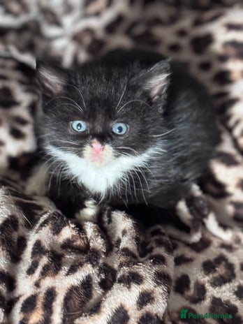 Bengal cats - Advert 8