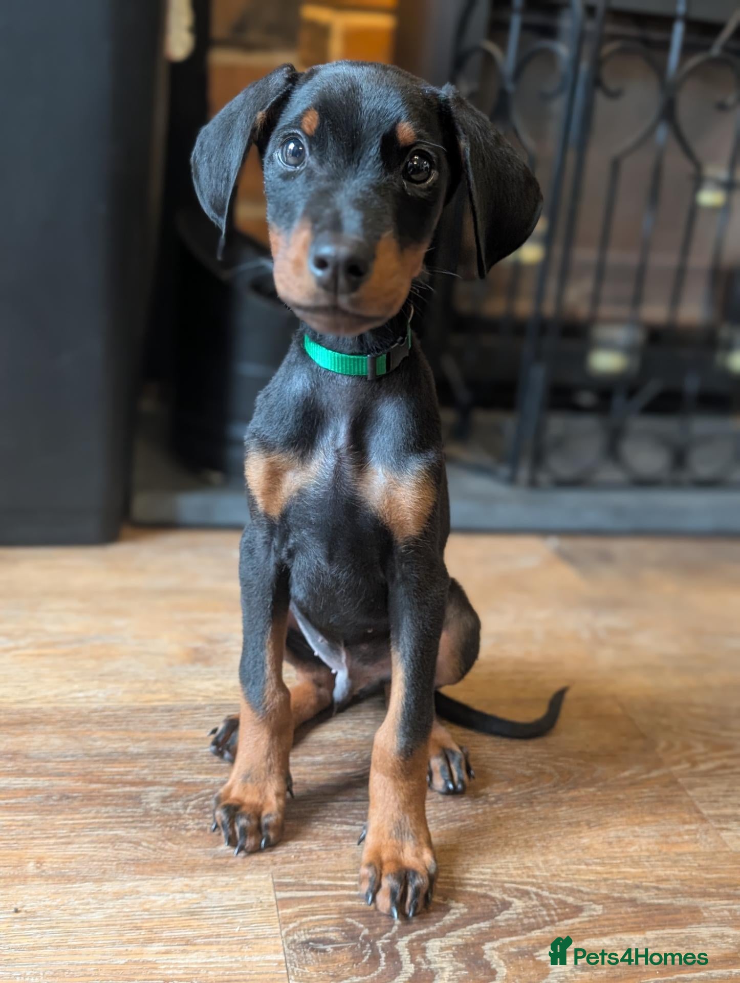 Dobermann dogs 🌟Last boy🌟 doberman puppies -🐾 - Advert 4