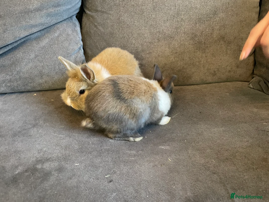 Mixed Breed rabbits for sale: 3 mixed breed rabbits available - Advert 7