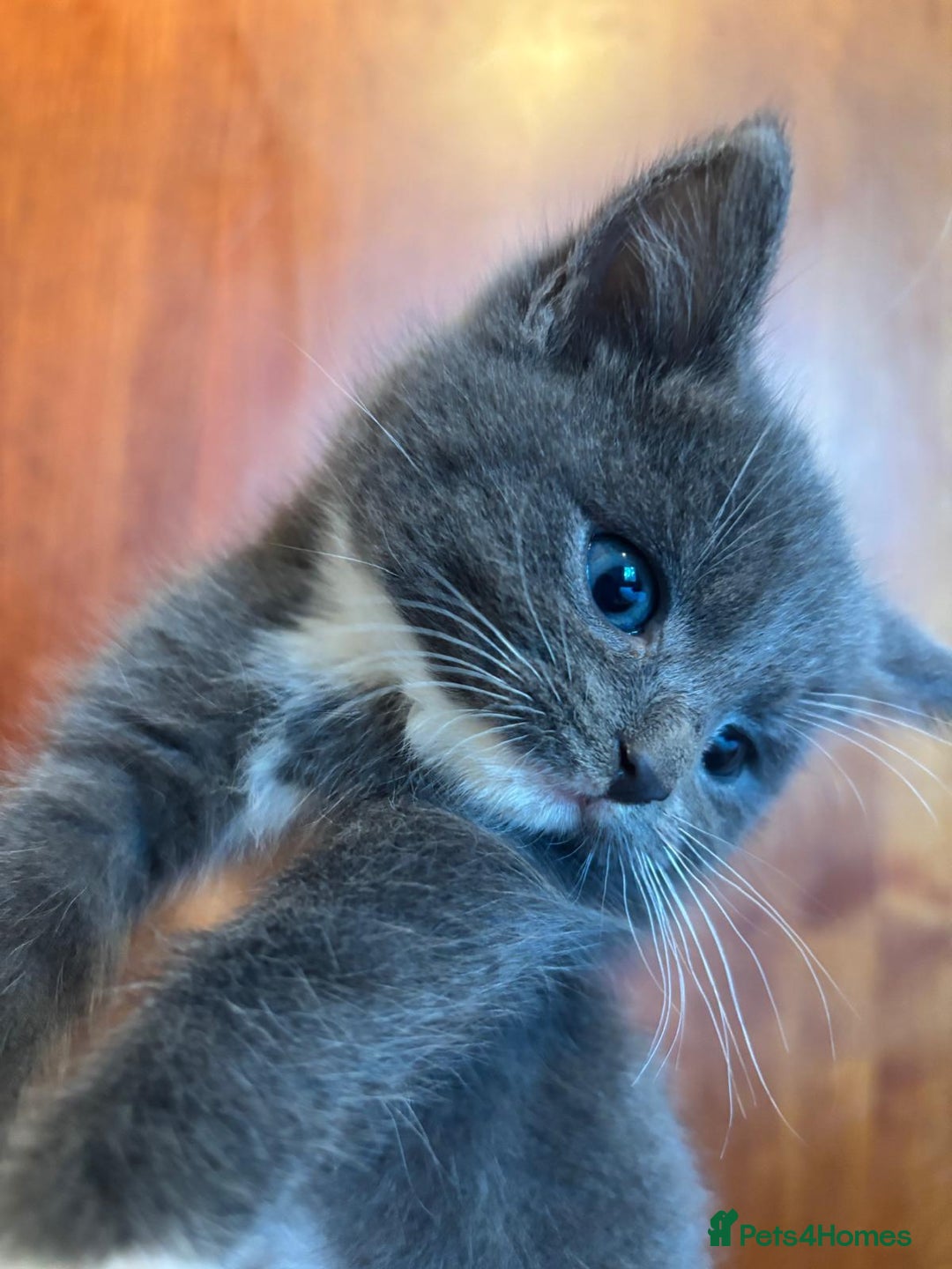 British Shorthair cats for sale: British shorthair x - Image 4