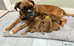 Boxer dogs for sale: Beautiful bob/tailed litter pure boxers  - Advert 18