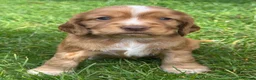 Cocker Spaniel dogs for sale: KC Reg Cocker Spaniel Pups Full DNA 5⭐️ Licensed  - Advert 17