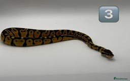 Python Snake reptiles for sale: Baby ball pythons for sale  - Image 2