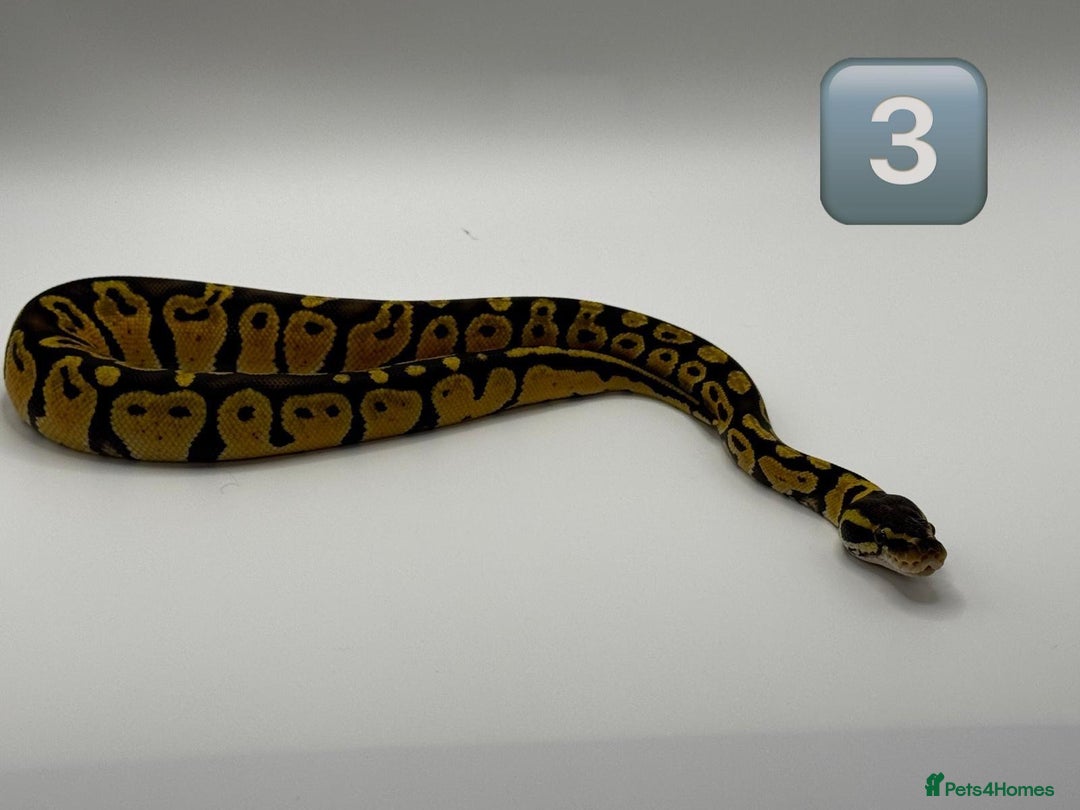 Python Snake reptiles for sale: Baby ball pythons for sale  - Image 2