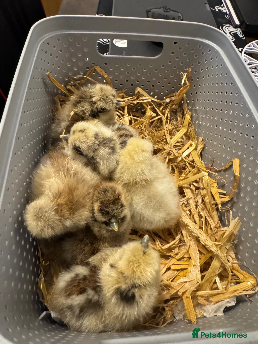 Hens poultry for sale: Silkie chicks hatched 10/6 in Bradford - Advert 2