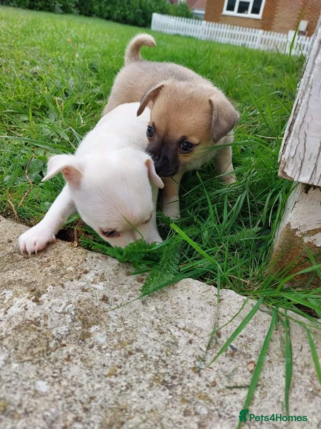 Chihuahua dogs for stud: Chihuahua for stud in Brighton - Advert 13