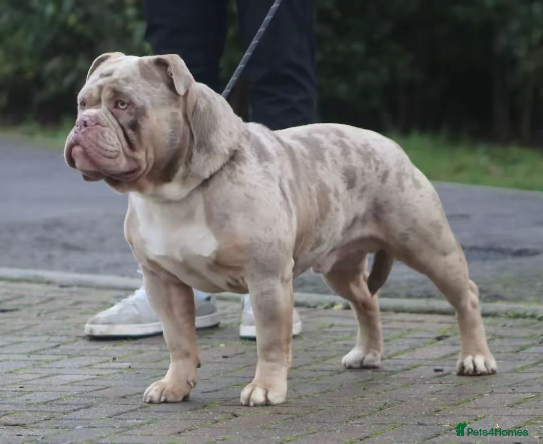 Olde English Bulldogge dogs for stud: Olde English bulldog stud  - Advert 2