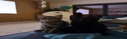Bengal cats for sale: Beautiful Bengal kittens - only 2 left!  - Advert 6