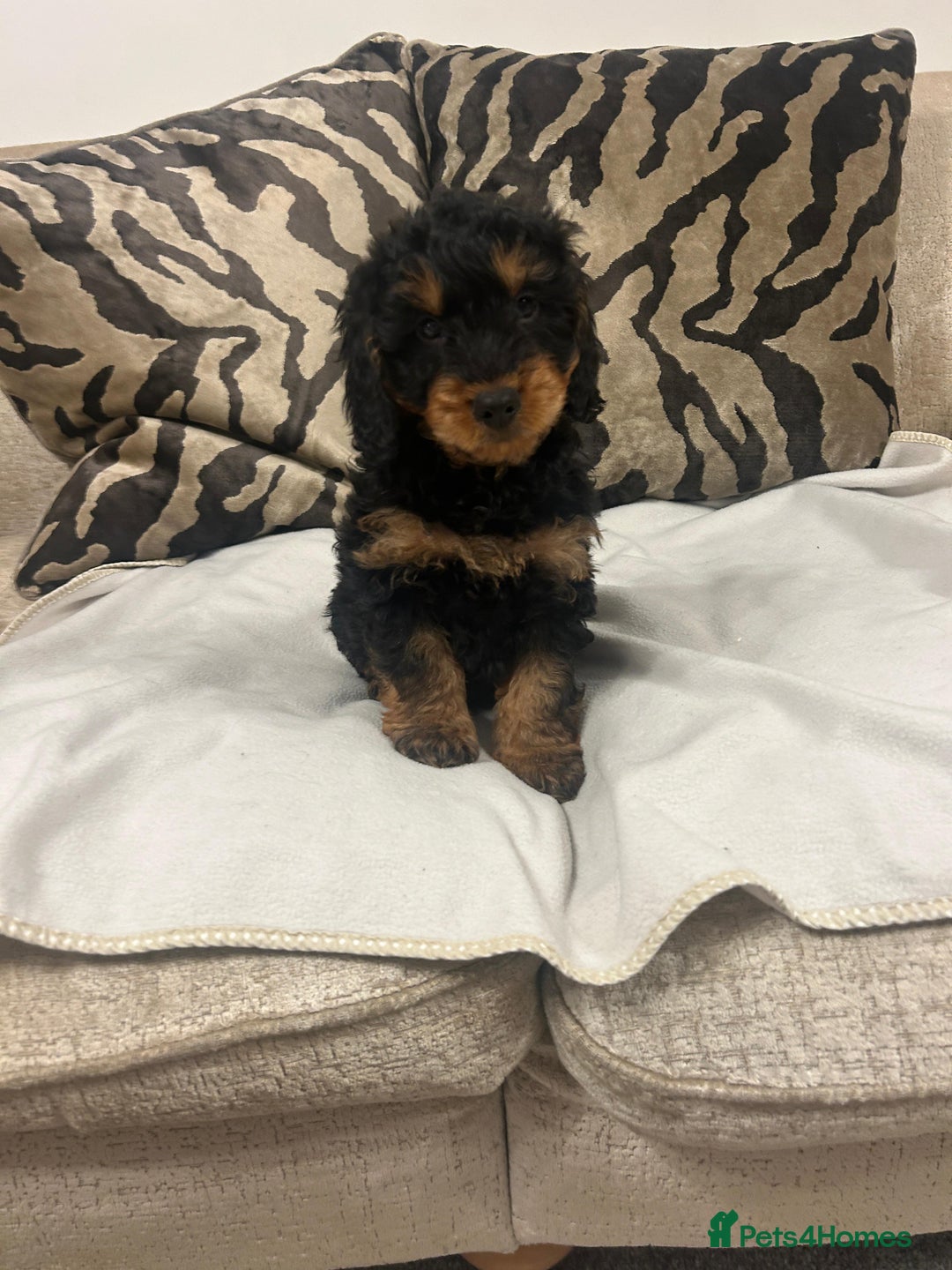 Cockapoo dogs for sale: F1 cockapoo puppies  - Image 6