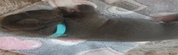 Mixed Breed dogs for sale: Stunning Fringlish puppies  - Advert 7