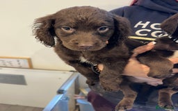Sproodle dogs for sale: Ready now Springer cross labradoodle - Image 15