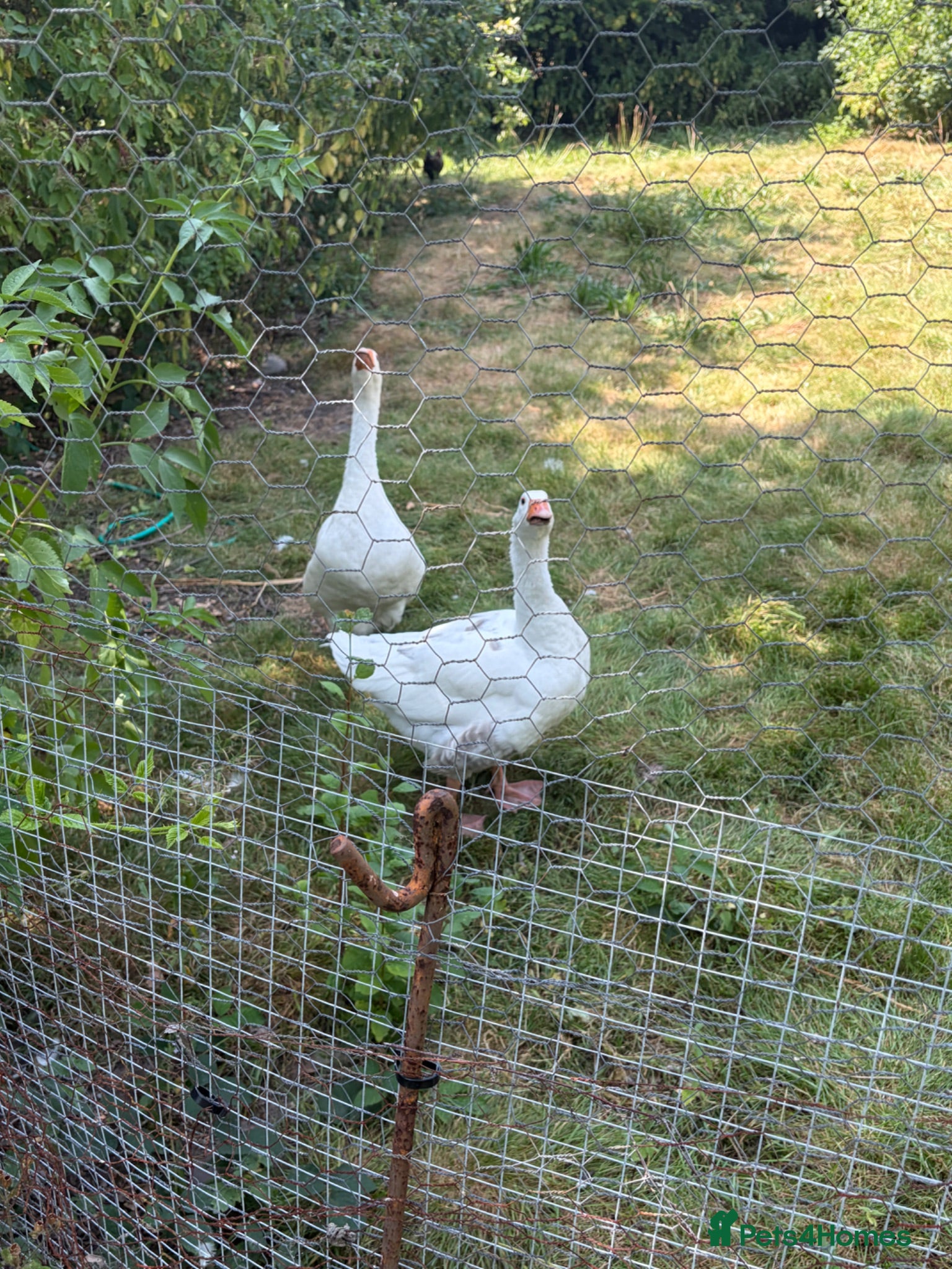 Geese poultry 2 geese for sale  - Advert 1