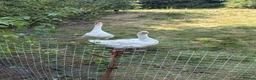Geese poultry for sale: 2 geese for sale  in Northwich - Advert 1